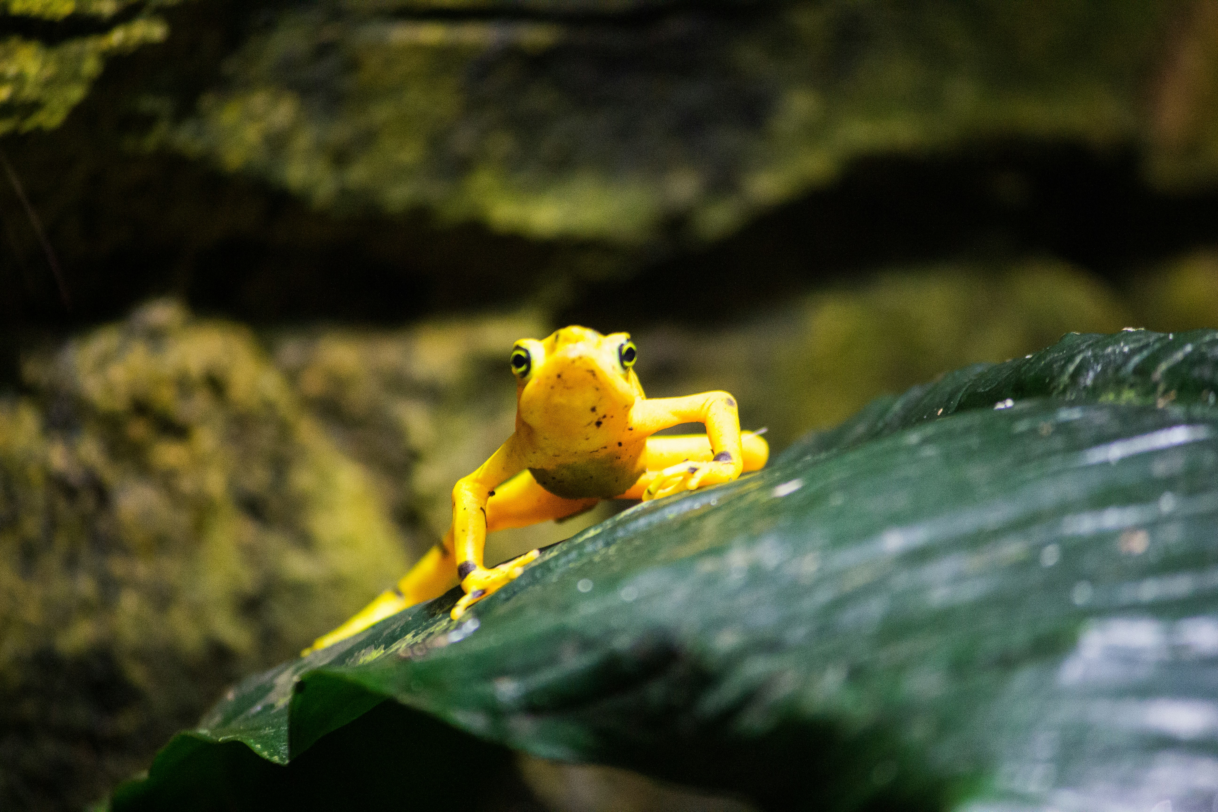 yellow lizard